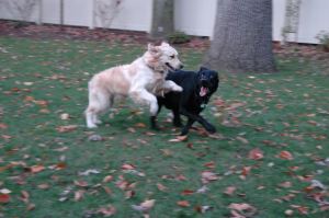 Brodie frolicking with his buddy Trace