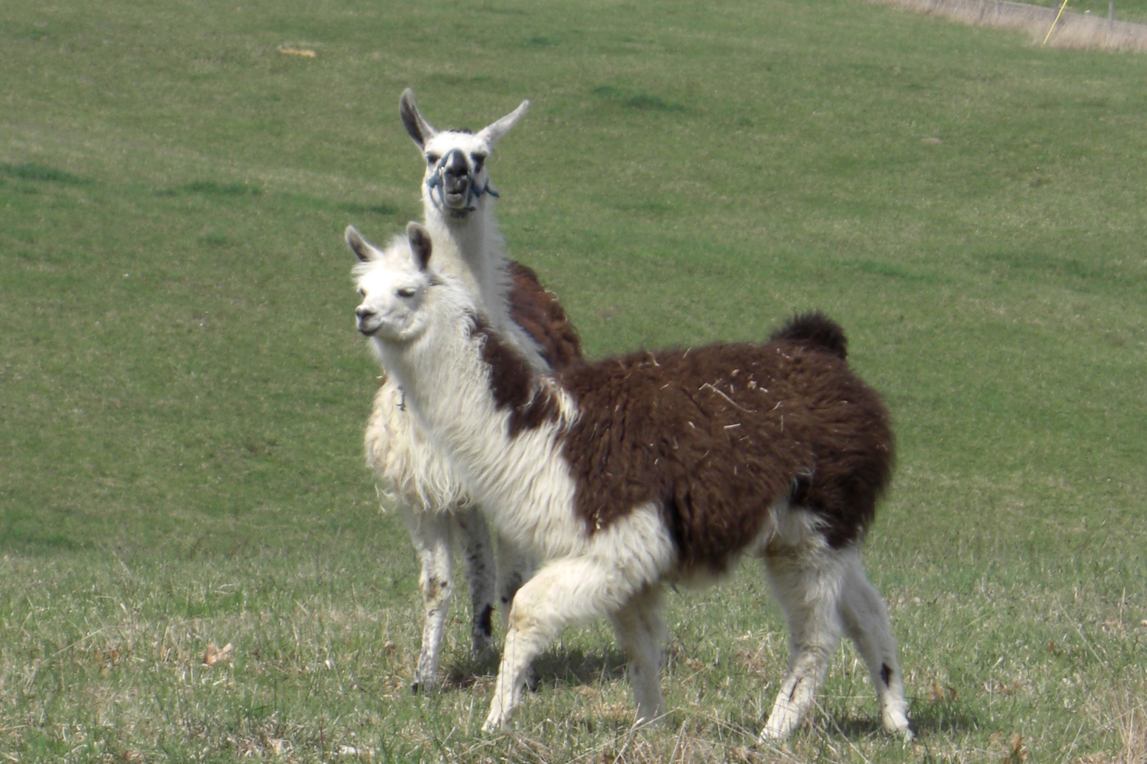 llama-and-mama