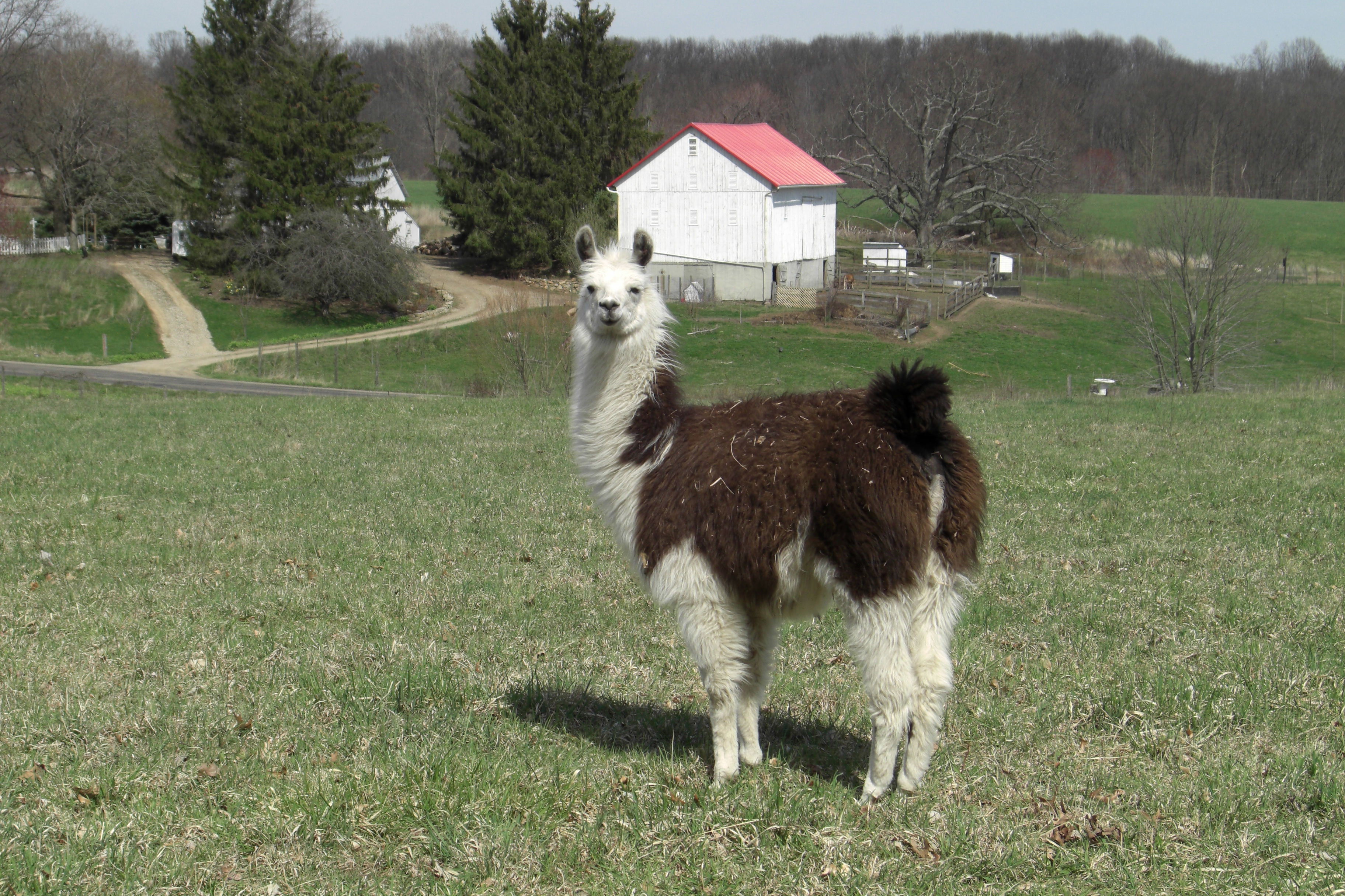 llama-little-with-barn